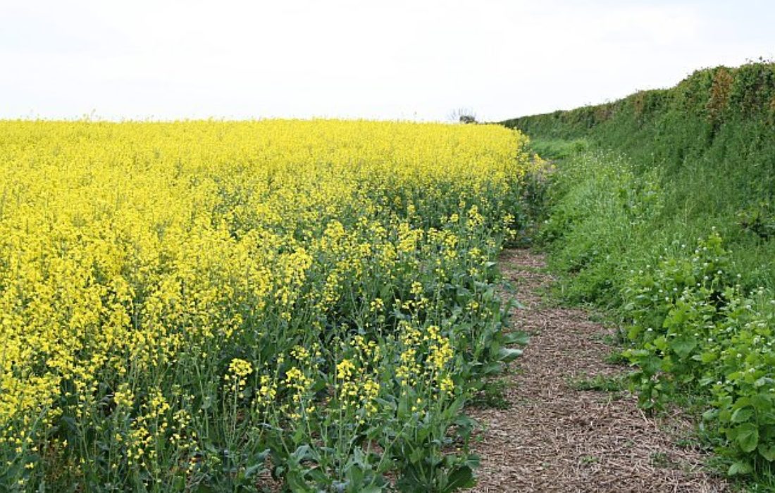 A Field Of Oilseed Rape  Geograph Org Uk  168793