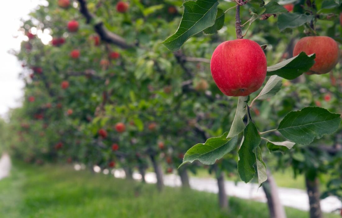 Apple-Orchard