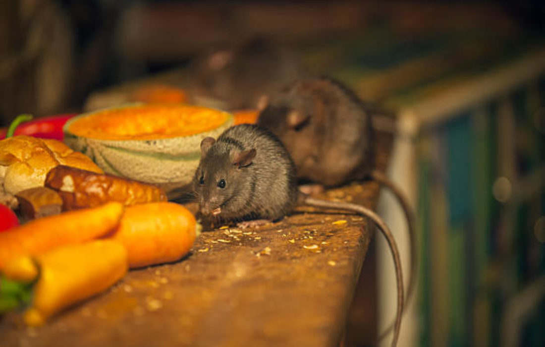 Rodent