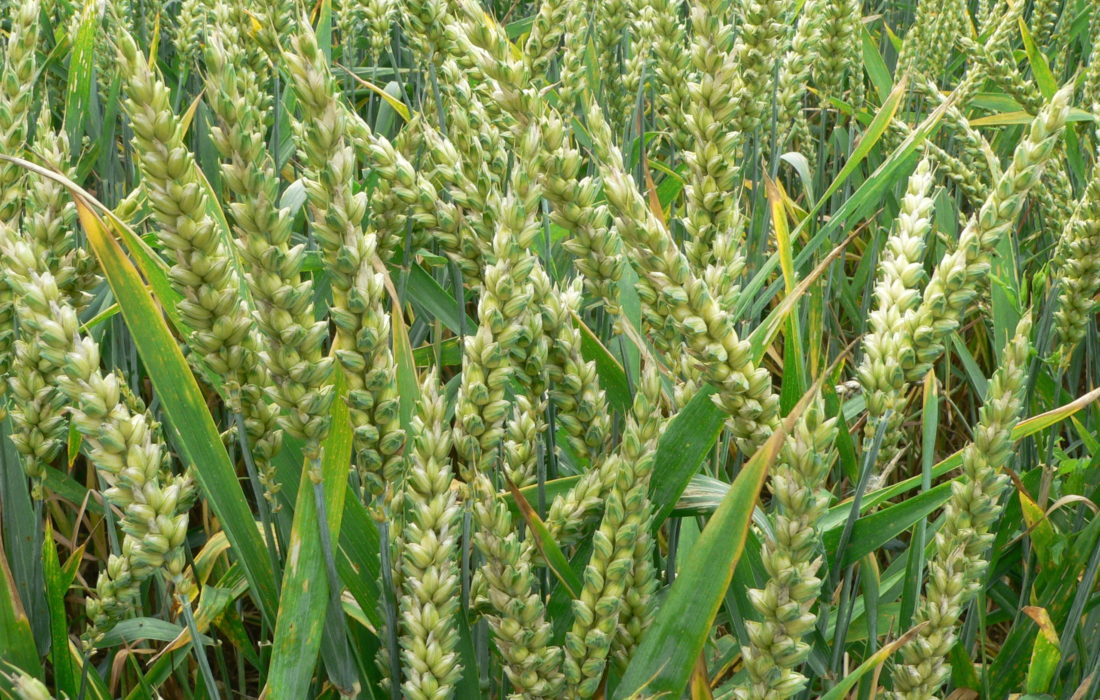 Wheat P1210892
