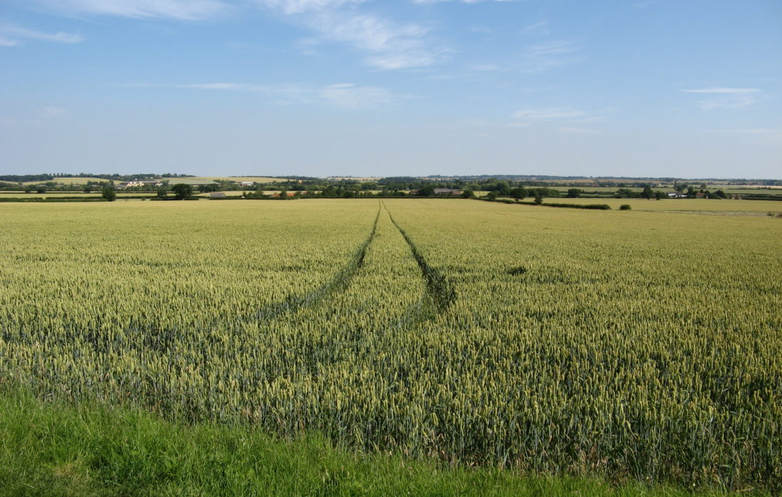Wheat Fields East Of Tolleshunt D Arcy