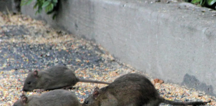 Responsible & Effective Control of Rodents