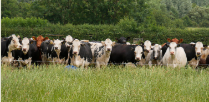 Benefits of Mob Grazing