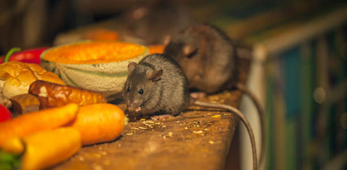 Responsible and Effective Control of Commensal Rodents