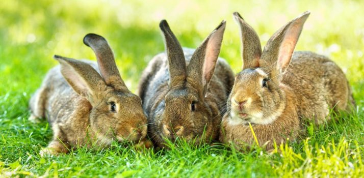 Safe Use of Aluminium Phosphide : Rabbit and Mole Control Including Level 2 Qualification