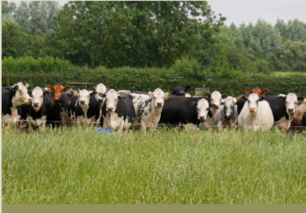 Neils Corfield Mob Grazing 2